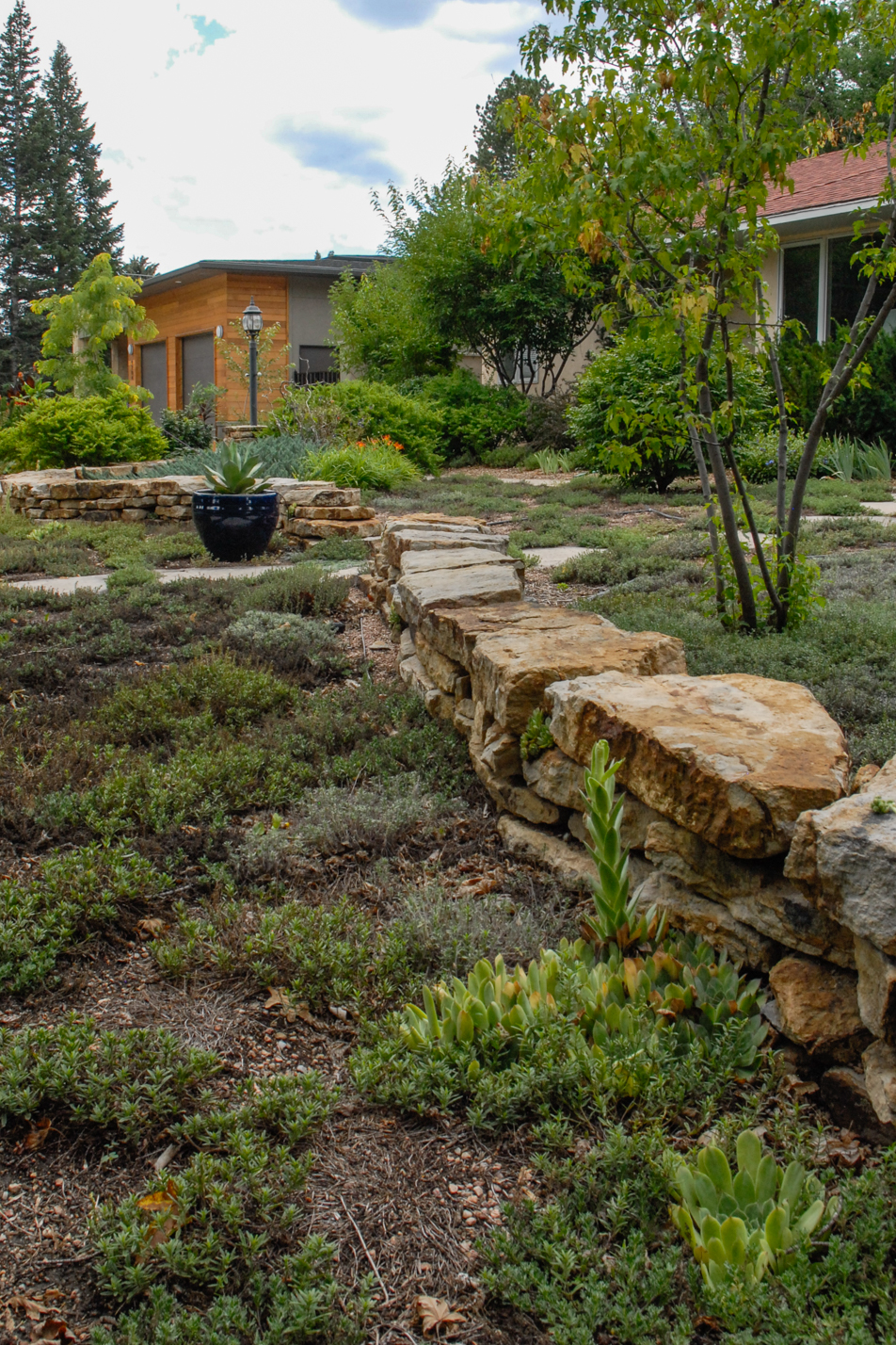 Groundcover Front Yard